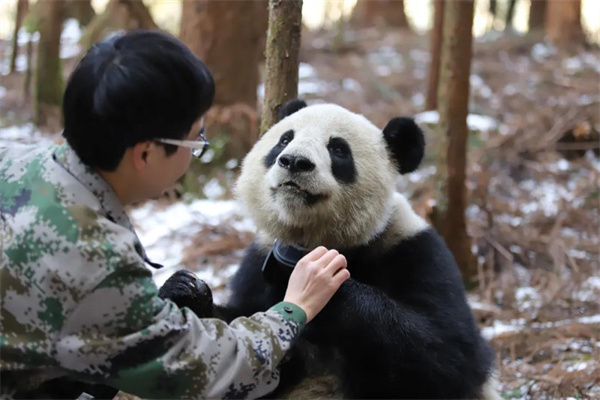 成都大熊猫繁育研究基地在大熊猫国家公园荥经片区开展圈养大熊猫野化放归训练.jpg